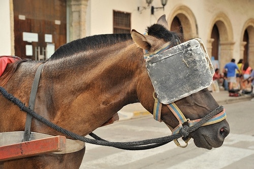 horse-blinders1