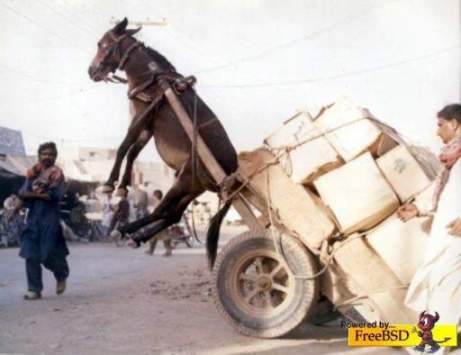 Cart is overloaded and tips donkey up into mid-air