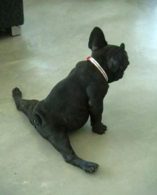 pug doing the splits