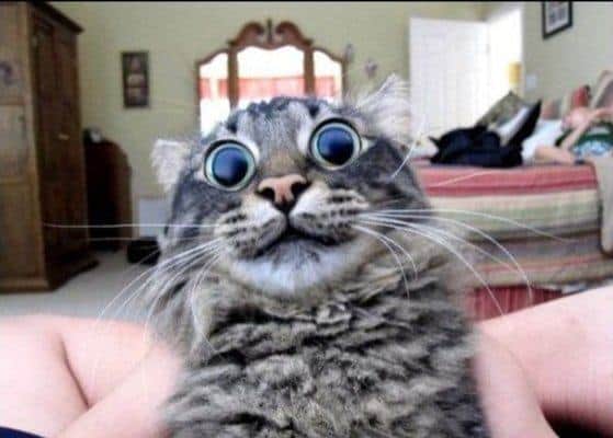Cat with dilated pupils.