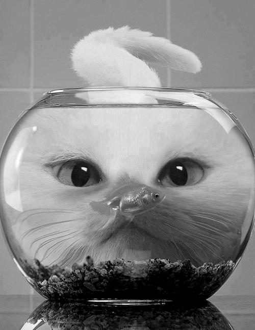 A white cat in a bowl with a fish in it, reflecting small business perseverance amidst challenges.