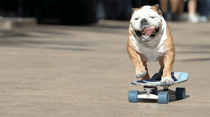 A dog becomes a blogger, creating an easy example for a blog post by skateboarding.