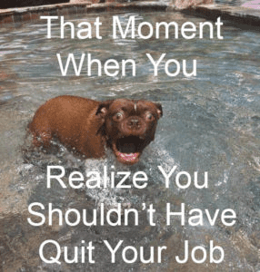 A startled brown dog swimming in a pool with a caption that reads "that moment when you realize you shouldn't have quit your job.