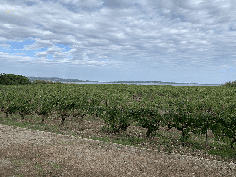 Lush green grapevines near a body of water.