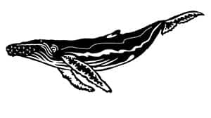 Black-and-white line drawing of a humpback whale from the side.