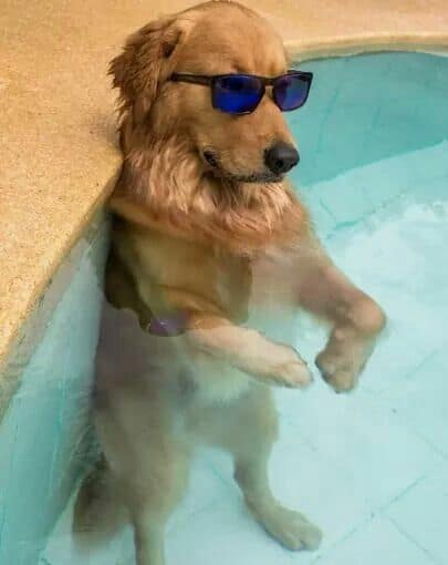 A golden retriever wearing sunglasses enjoying the sunny Summer in a swimming pool.